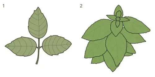 Dangerous Plants