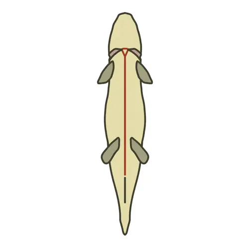 Prepare Fish