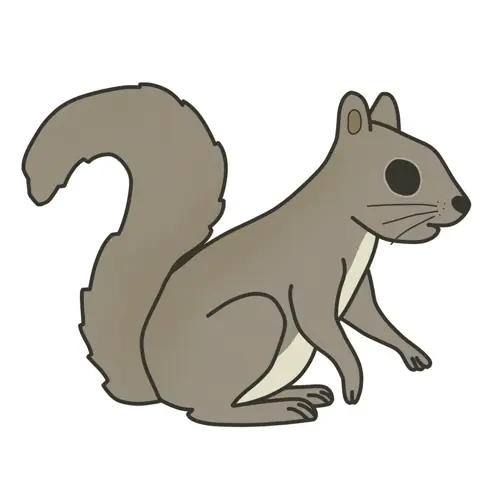 Squirrel